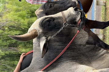Foto - Cavalgada 2026