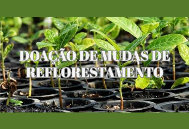 Departamento da Agricultura e Meio Ambiente disponibiliza mudas para reflorestamento visando recuperação ambiental.